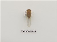 藏品(薄翅蟬)的圖片